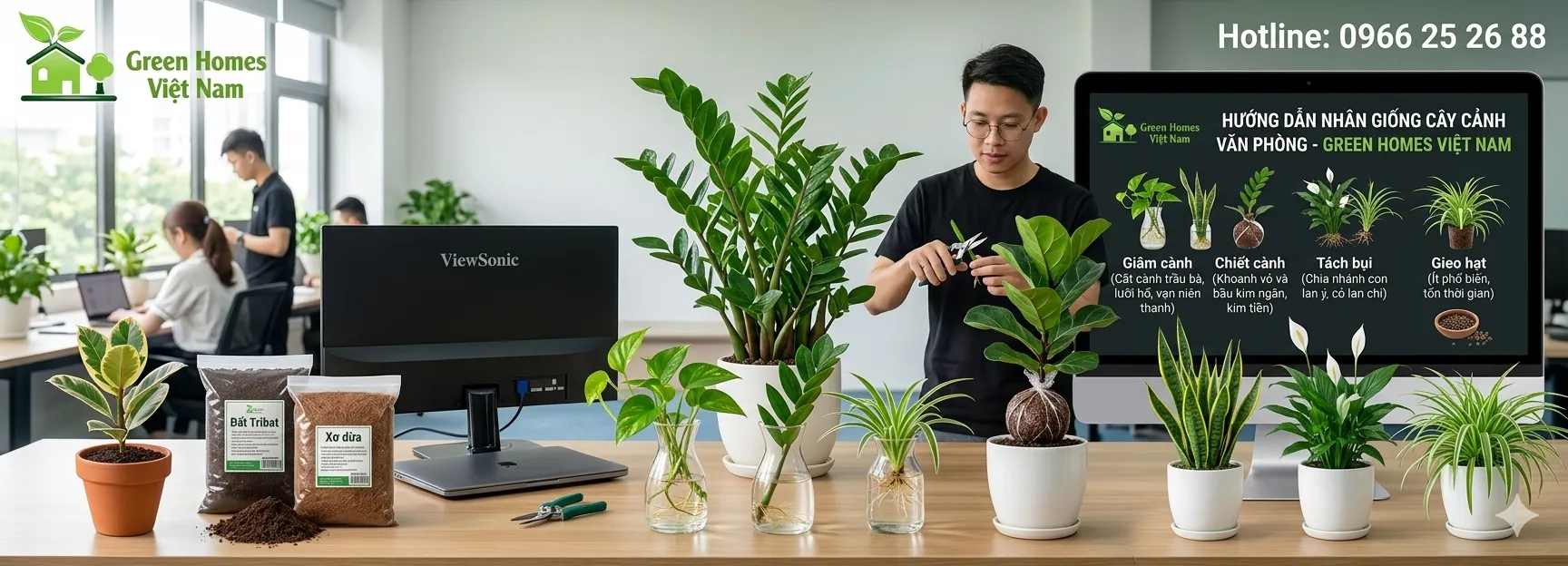 nhân giống cây cảnh văn phòng